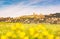 Tuscany, Volterra town skyline and field of flowers in springtime. Italy