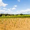 Tuscany Wineyard