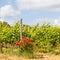 Tuscany Wineyard