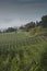 Tuscany wineyard,old country house,misty morning