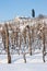 Tuscany: wineyard in winter