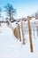 Tuscany: wineyard in winter