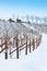 Tuscany: wineyard in winter