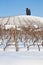 Tuscany: wineyard in winter