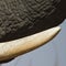 Tusk of african elephant