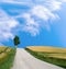 Tuskany landscape with small road and cypress tree