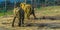 Tusked African bush elephant swaying its body, Zoo animal behaviors, Vulnerable Animal specie from Africa