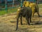 Tusked african bush elephant wiggling its body, zoo animal behavior, Vulnerable animal specie from Africa