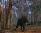 A Tusked Indian Elephant Tied to a Tree with Iron Chain