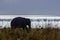 Tusked male Indian elephant with Ramganga Reservoir in background - Jim Corbett National Park, India