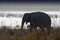 Tusked male Indian elephant with Ramganga Reservoir in background - Jim Corbett National Park, India