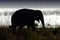 Tusked male Indian elephant with Ramganga Reservoir in background - Jim Corbett National Park, India