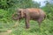 Tusker Elephant splashing soil