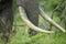 Tusks of a large bull elephant