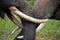 The tusks and trunk of the Asian elephant. Very close. Indonesia. Sumatra.