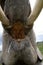 The tusks and trunk and open mouth of the Asian elephant. Very close. Unusual point of shooting. Indonesia. Sumatra.