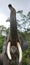 The tusks and trunk and open mouth of the Asian elephant. Very close. Unusual point of shooting. Indonesia. Sumatra.