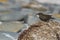 Tussacbird in the Falkland Islands