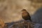 Tussacbird in the Falkland Islands