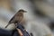 Tussacbird in the Falkland Islands