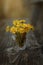 Tussilago bouquet in glass in water drops and sunshine