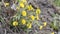 Tussilago farfara coltsfoot yellow flowers in wild nature