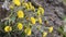 Tussilago farfara coltsfoot yellow flowers in wild nature