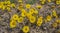 Tussilago farfara, commonly known as coltsfoot, on spring field.