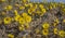 Tussilago farfara, commonly known as coltsfoot, on spring field.