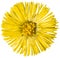 Tussilago farfara, commonly known as coltsfoot on transparent background in the additional png file