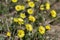 Tussilago farfara medicinal ground flowering herb, group of yellow healthy flowers on stems in sunlight