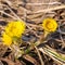 Tussilgo farfara flower on a background of stale grass, early spring