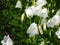 The tussock bellflower or Carpathian harebell (Campanula carpatica) Alba flowering with pure white, bell-shaped flowers