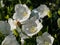 The tussock bellflower or Carpathian harebell (Campanula carpatica) Alba flowering with pure white flowers