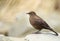 Tussock-bird known as Blackish cinclodes perching on a rock