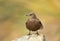 Tussock-bird perching on a rock on a coastal area