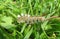 Tussock caterpillar on grass in Florida wild