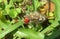 Tussock caterpillar on plant in Florida wild