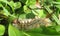 Tussock caterpillar on plant in Florida wild