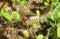 Tussock caterpillar on plant in Florida wild