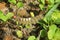 Tussock caterpillar on plant in Florida wild