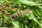 Tussock caterpillar on plant in Florida wild