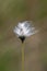 Tussock cottongrass