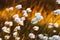 Tussock cottongrass during summery sunset