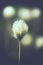 Tussock cottongrass - Vintage
