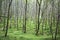 Tussock covered moss and grass in forest.