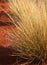 Tussock Grass