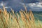 Tussock grass at stormy beach