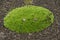 Tussock with green grass growing on volcanic lava