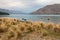 Tussock growing at lake Wakatipu